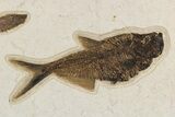 Multiple Fossil Fish (Diplomystus & Knightia) - Wall Mount #300107-2